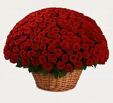 Премиум букет из: Розы в Якорная Щель